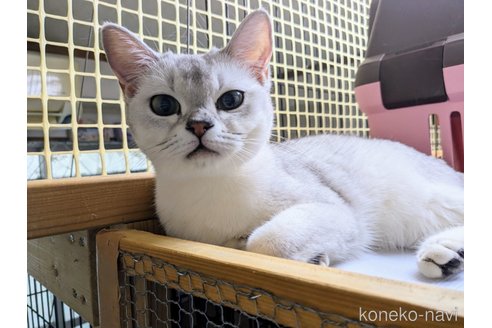 成約済の東京都のバーミラ-46125の18枚目
